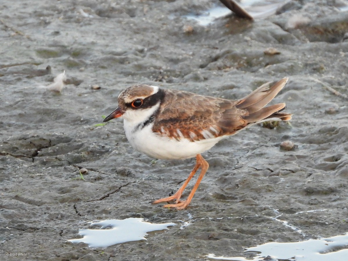 Black-fronted Dotterel - Brad White