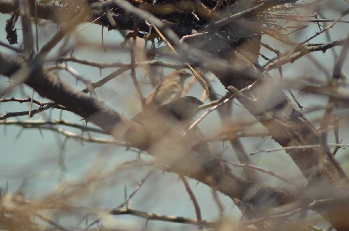 Indian Silverbill - ML317654361