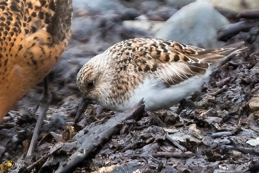 Bécasseau sanderling - ML317654371