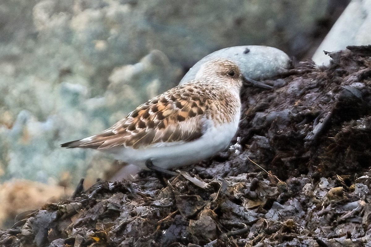 Bécasseau sanderling - ML317654381