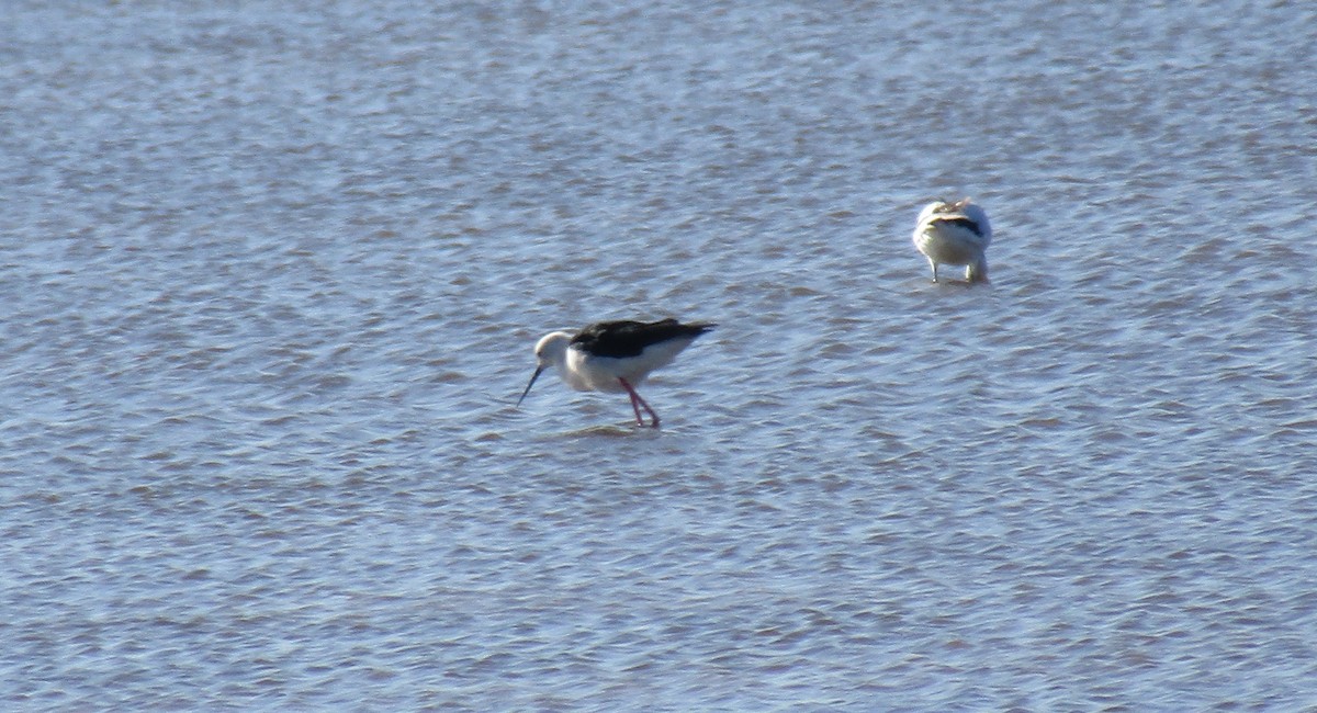 Black-winged Stilt - ML317654571