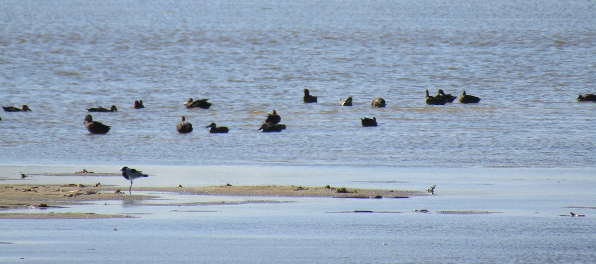 Cape Shoveler - ML317655351