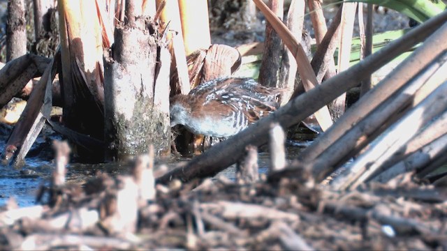 Baillon's Crake - ML317655361