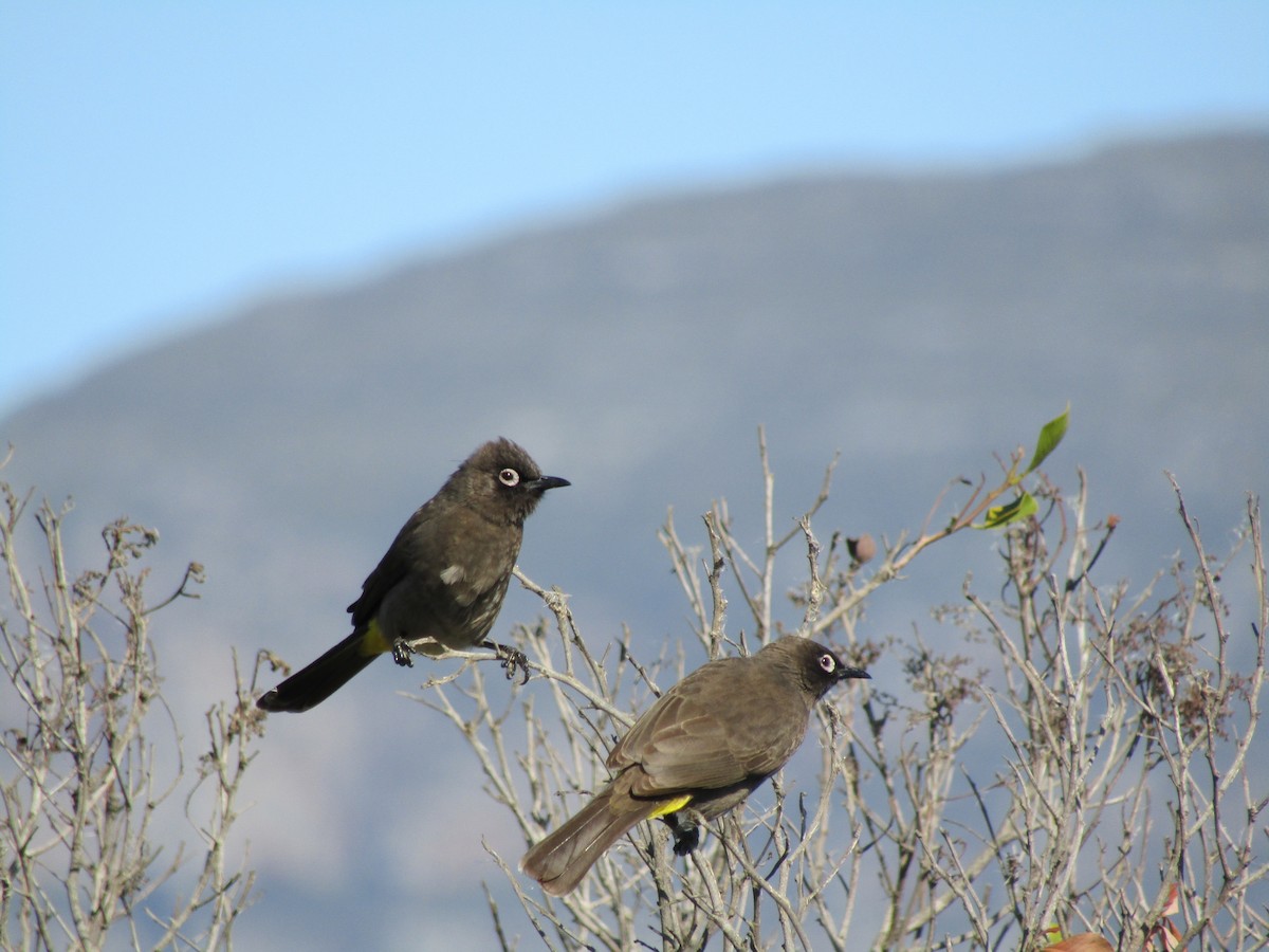 Cape Bulbul - ML317655791