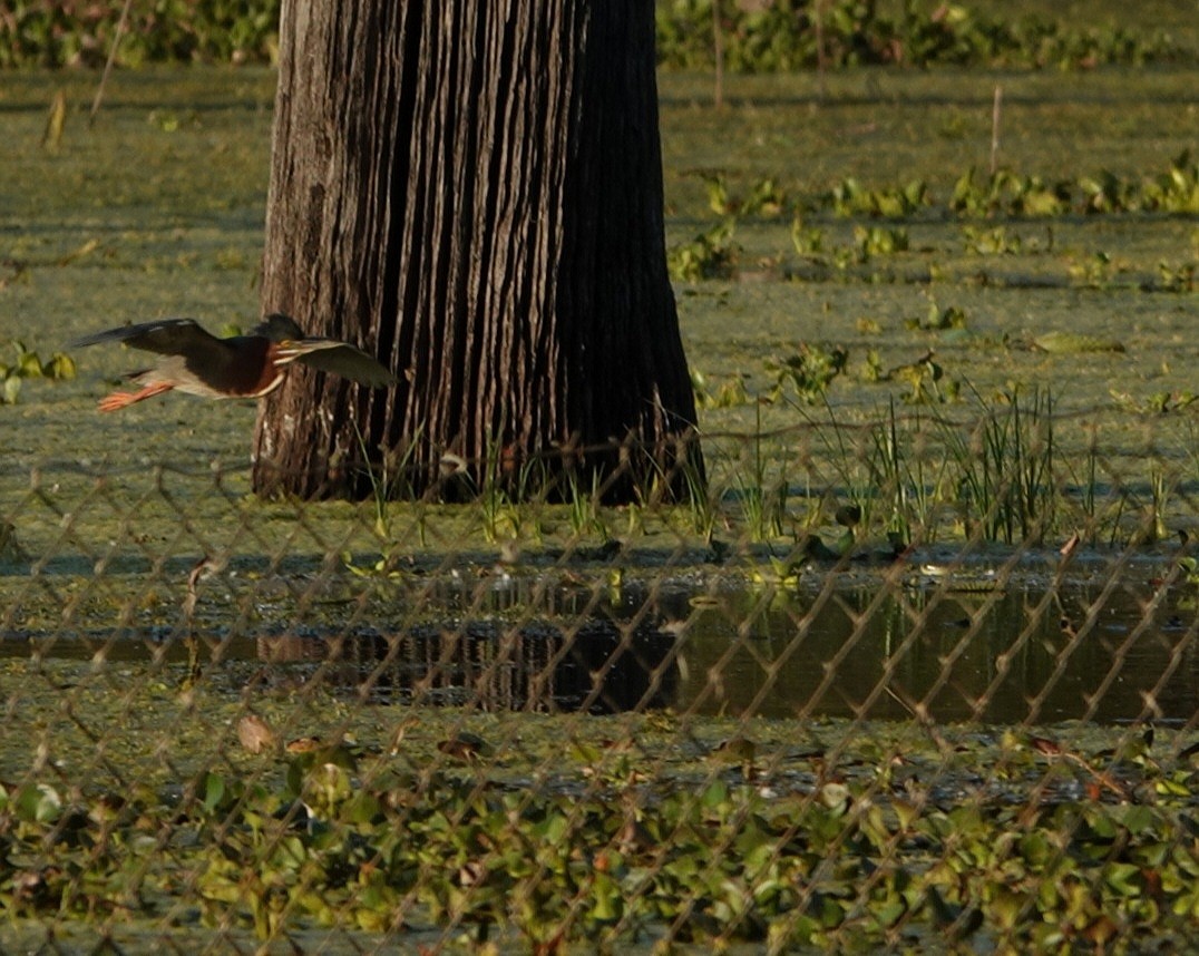 Green Heron - ML317655891