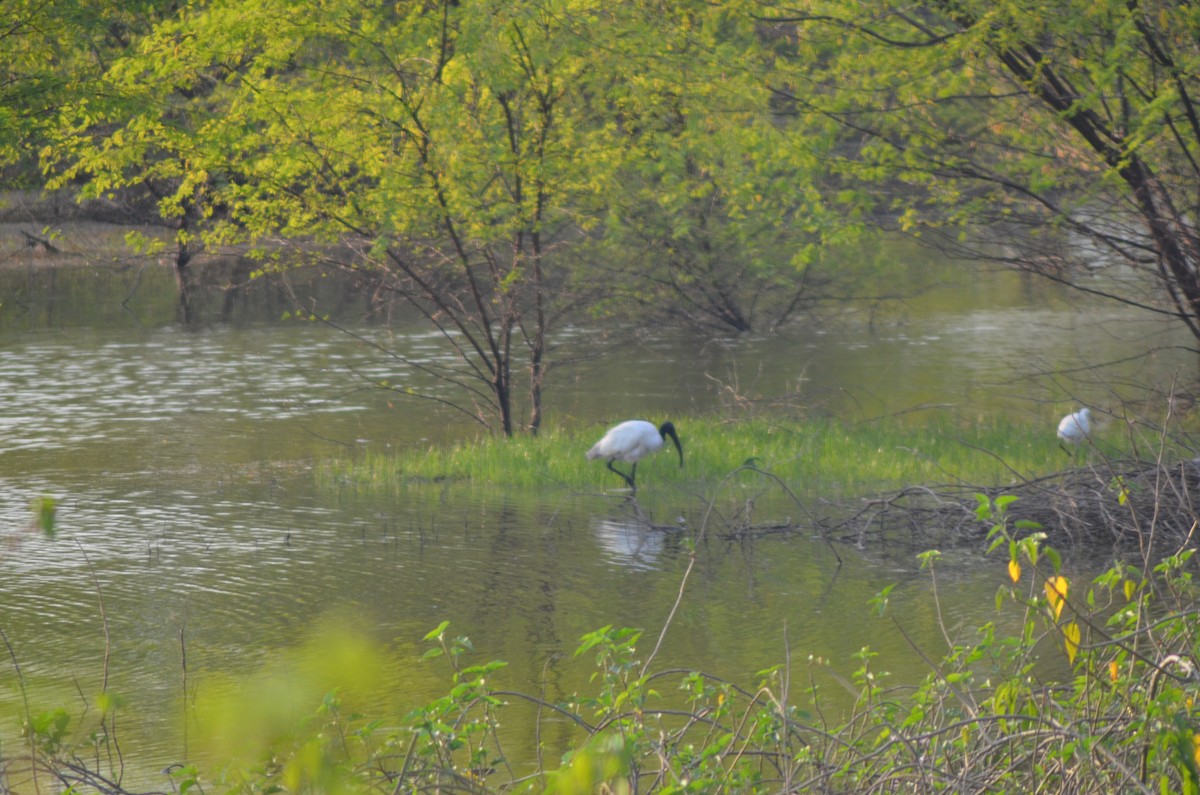 Black-headed Ibis - ML317656001