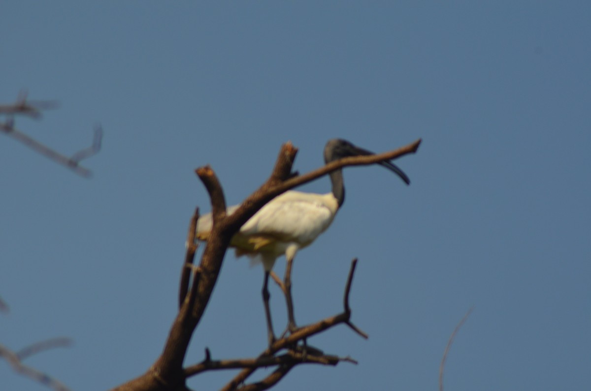 Black-headed Ibis - ML317656831