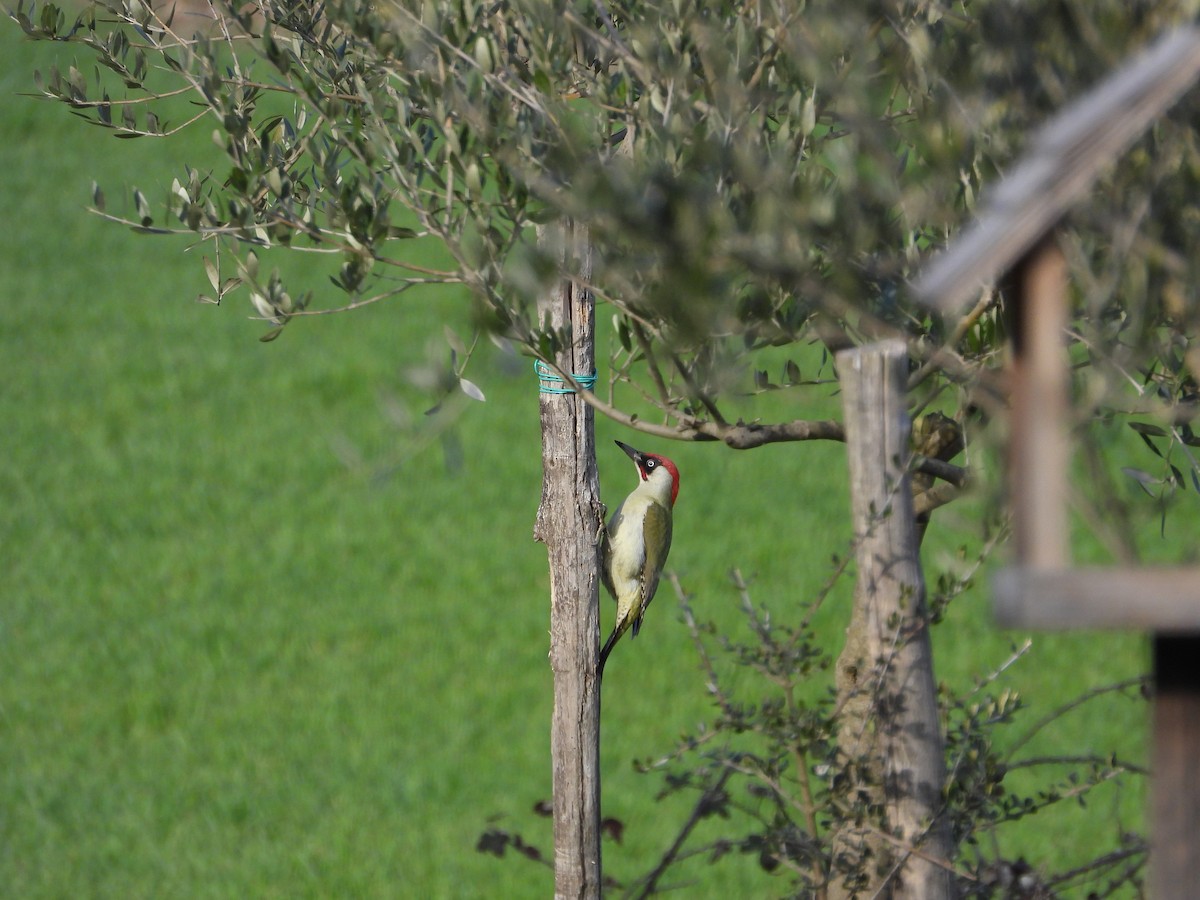 Eurasian Green Woodpecker - ML317657961