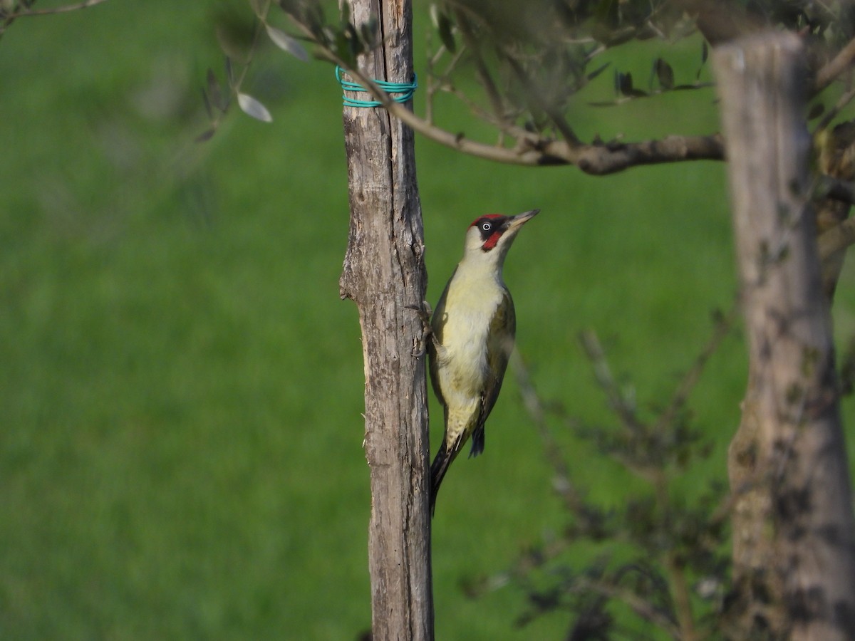 Eurasian Green Woodpecker - ML317657981