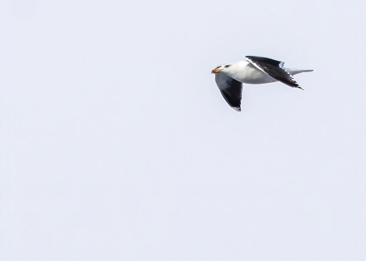 Great Black-backed Gull - ML317658131