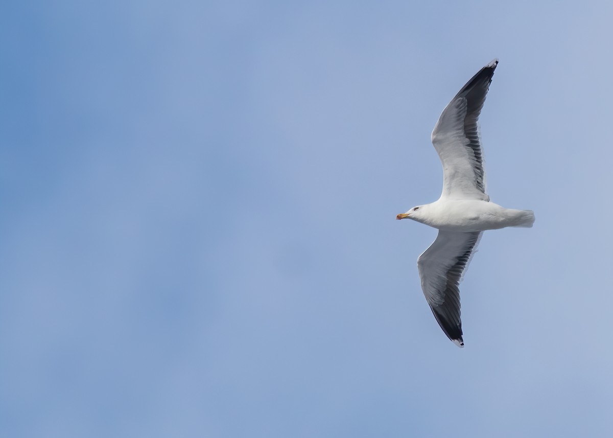 Great Black-backed Gull - Marc Boisvert