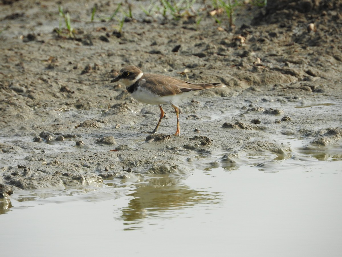 Little Ringed Plover - Tushar  Chakraborti