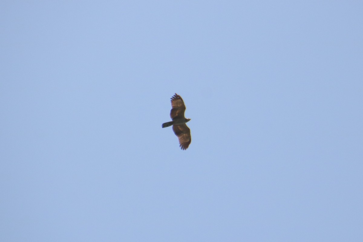 Oriental Honey-buzzard - ML317660981