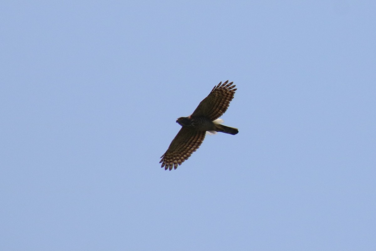 Crested Goshawk - ML317661131