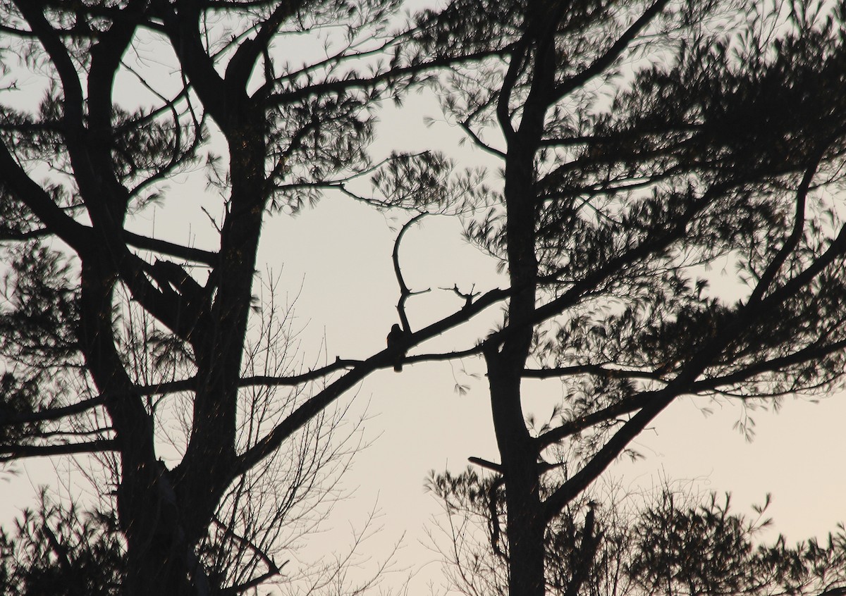 hawk sp. - ML317661271