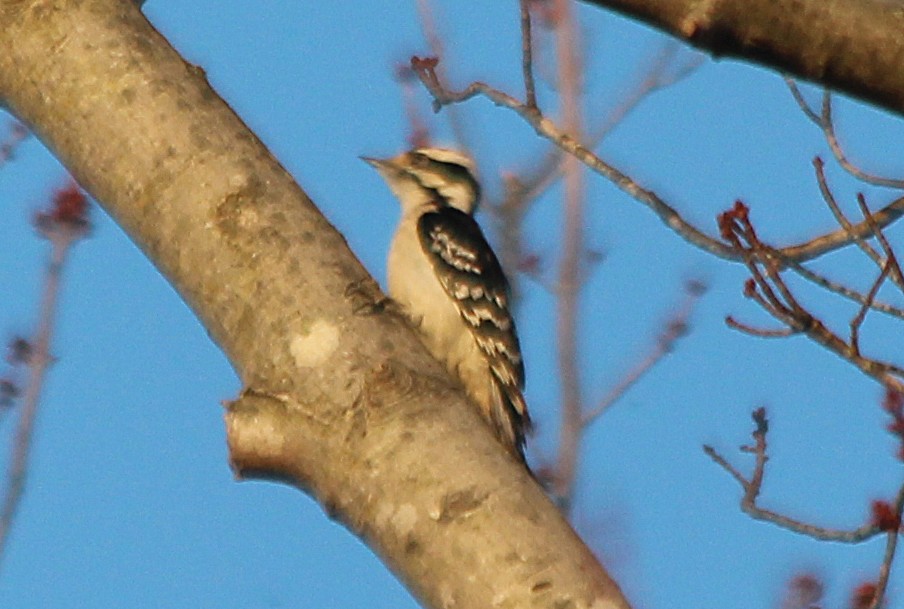 Downy Woodpecker - ML317661281