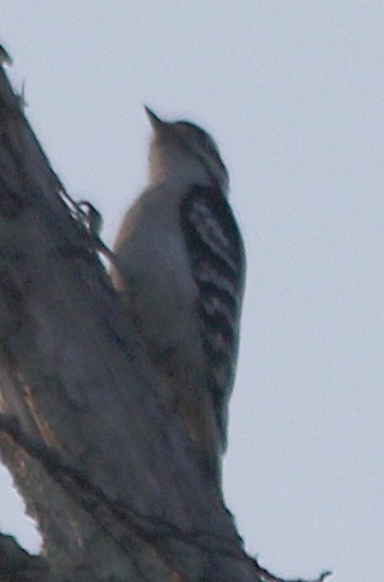 Downy Woodpecker - ML317661301