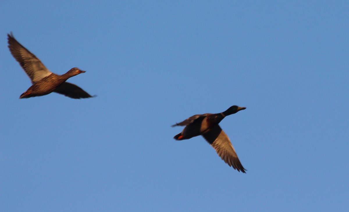 Зэрлэг нугас - ML317661321