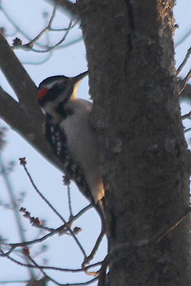 Hairy Woodpecker - ML317661371