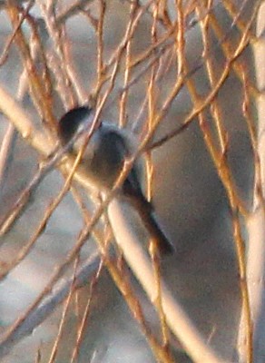 Black-capped Chickadee - ML317661421