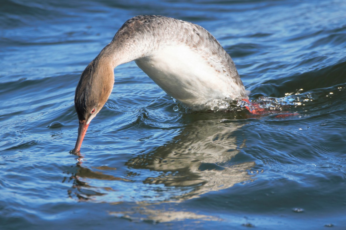 Red-breasted Merganser - ML317661811