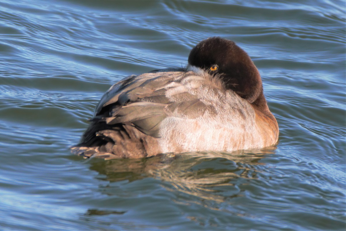 Greater Scaup - ML317661821