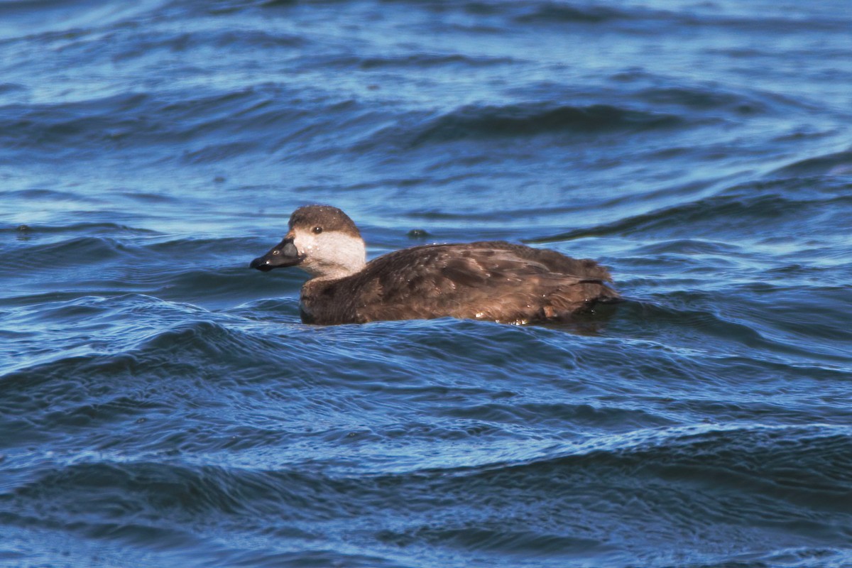 Black Scoter - ML317661831