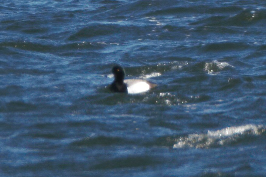 Greater Scaup - Mitch (Michel) Doucet