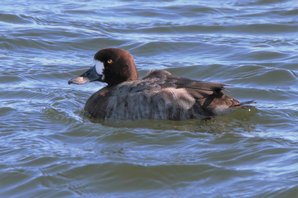 Greater Scaup - ML317661861