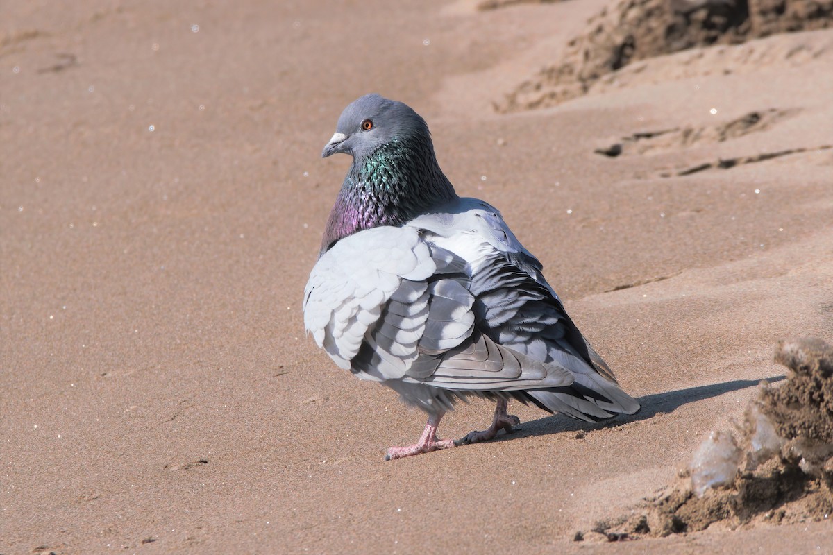Rock Pigeon (Feral Pigeon) - ML317661871