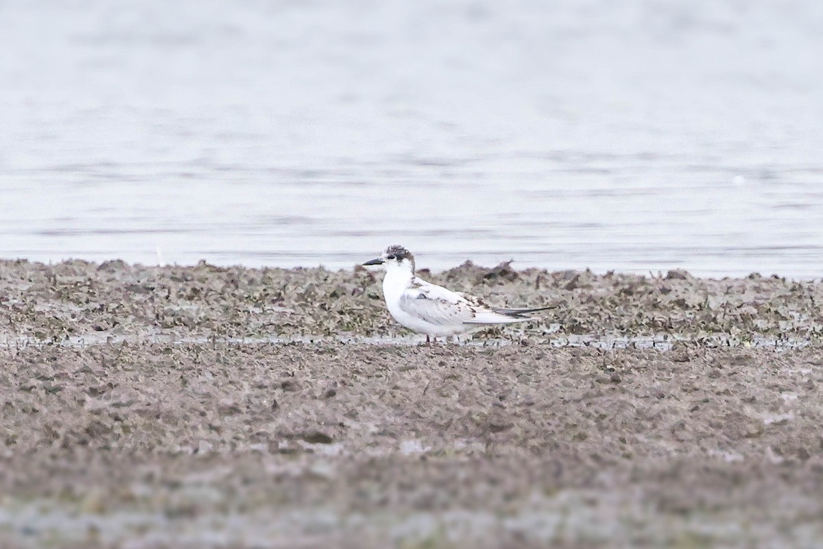 Whiskered Tern - Ged Tranter