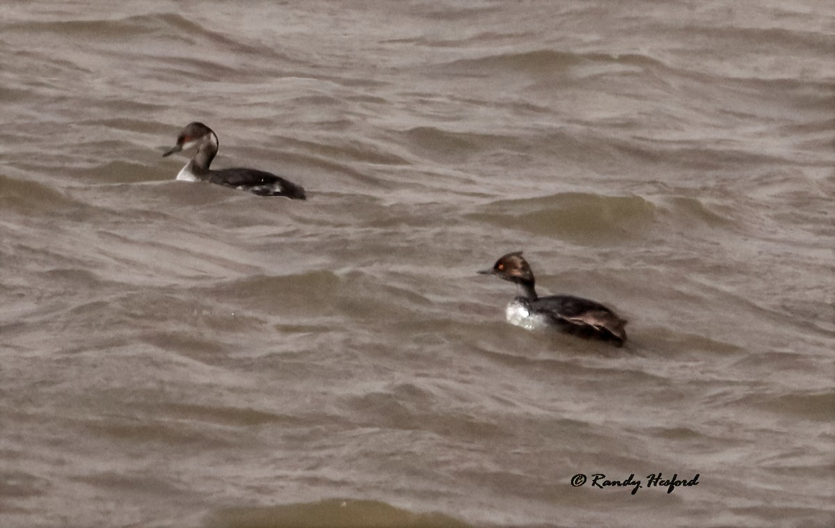 Eared Grebe - ML317662651