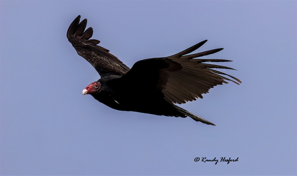 Turkey Vulture - ML317662701