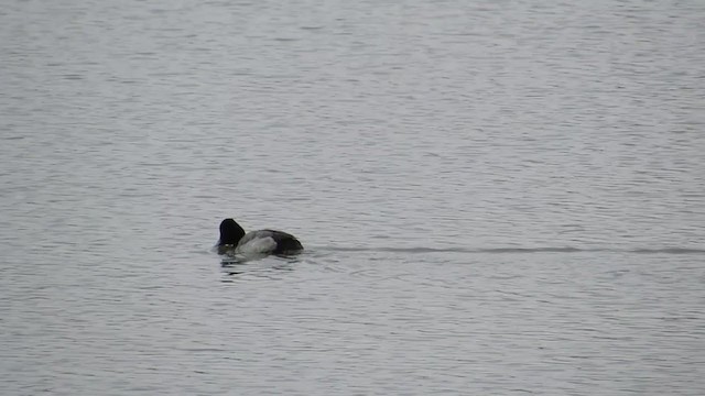 Lesser Scaup - ML317662731