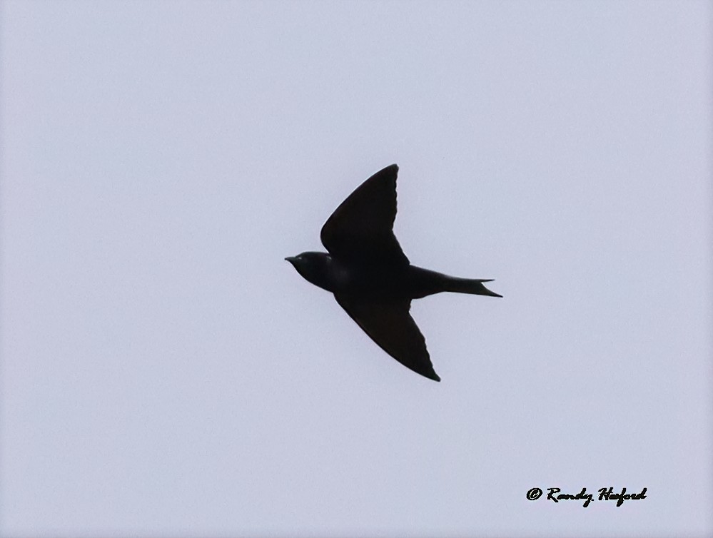 Golondrina Purpúrea - ML317662741