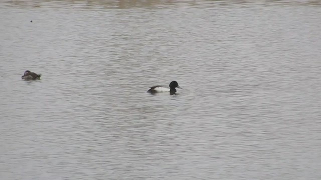Greater Scaup - ML317663421