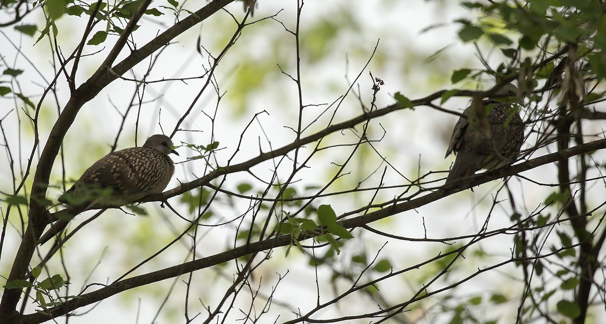 Spotted Dove (Western) - ML317665941