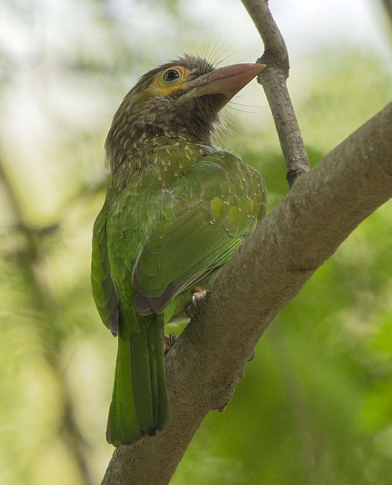 Brown-headed Barbet - ML317666101