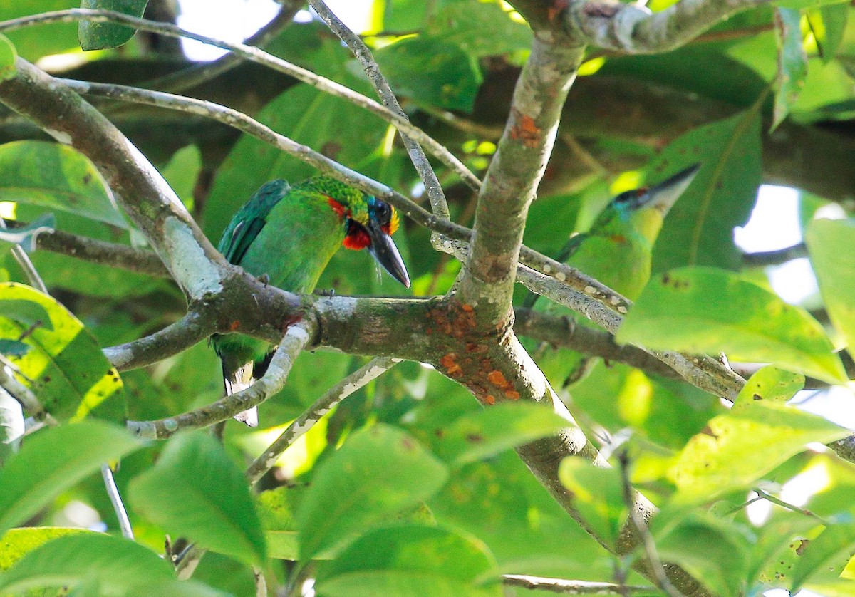 Red-throated Barbet - ML31766671