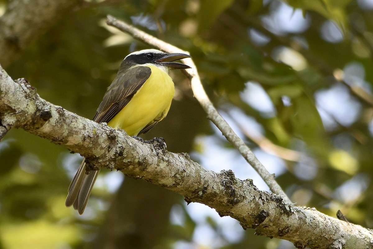 Boat-billed Flycatcher - ML317667281