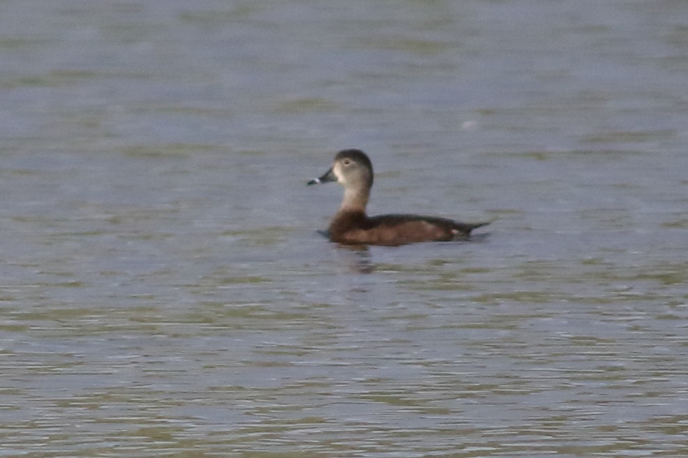 Ring-necked Duck - ML317667421