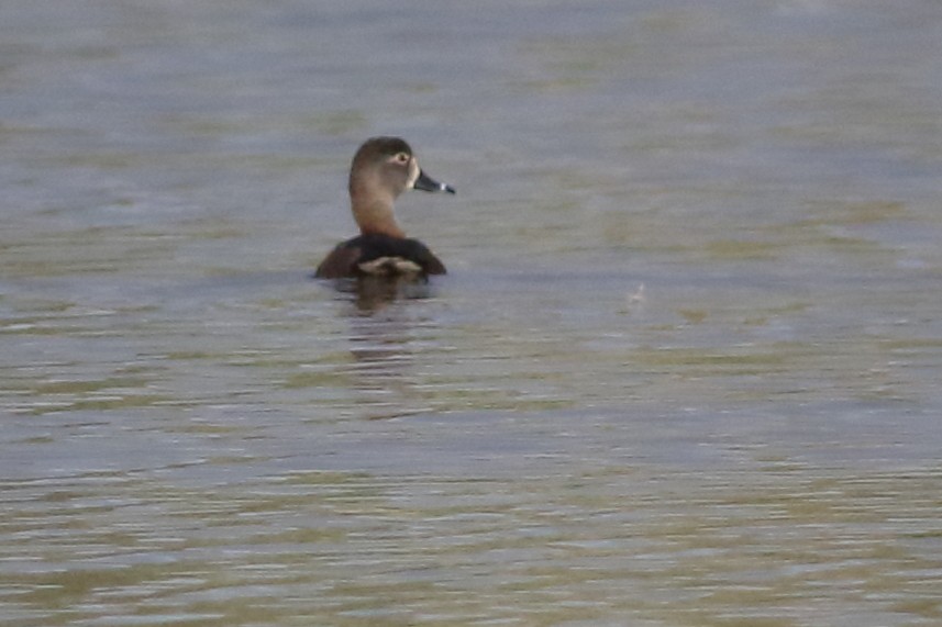 Ring-necked Duck - ML317667431