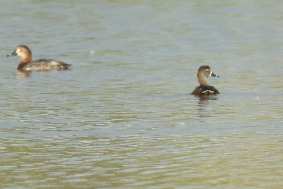 Ring-necked Duck - ML317667441