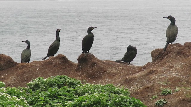 Cormorán Moñudo - ML317670011