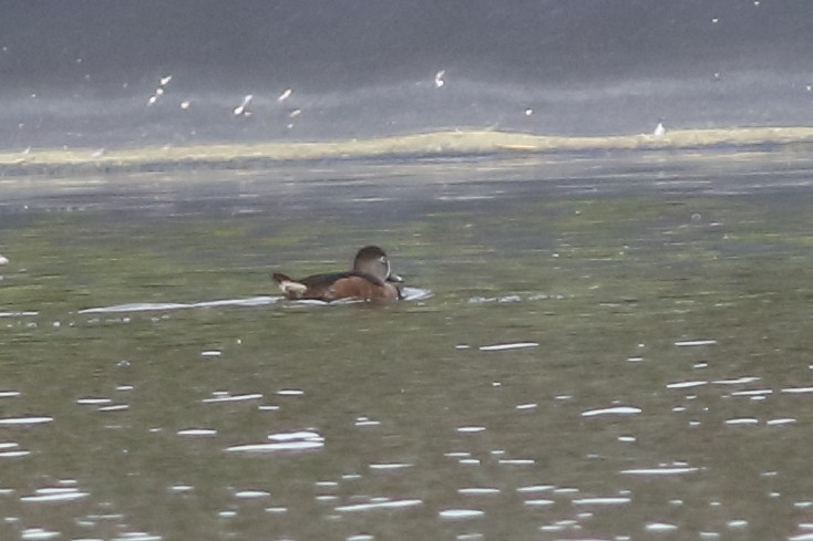 Ring-necked Duck - ML317670711