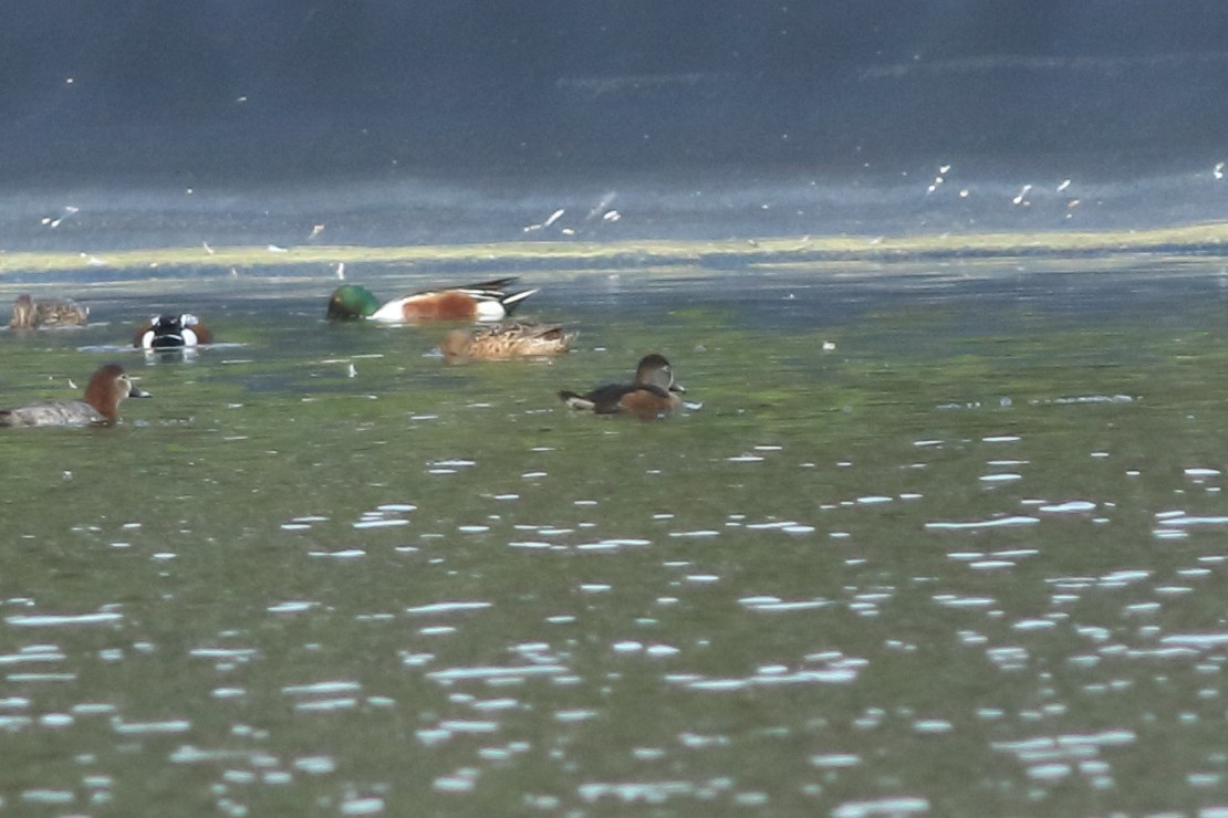 Ring-necked Duck - ML317670721