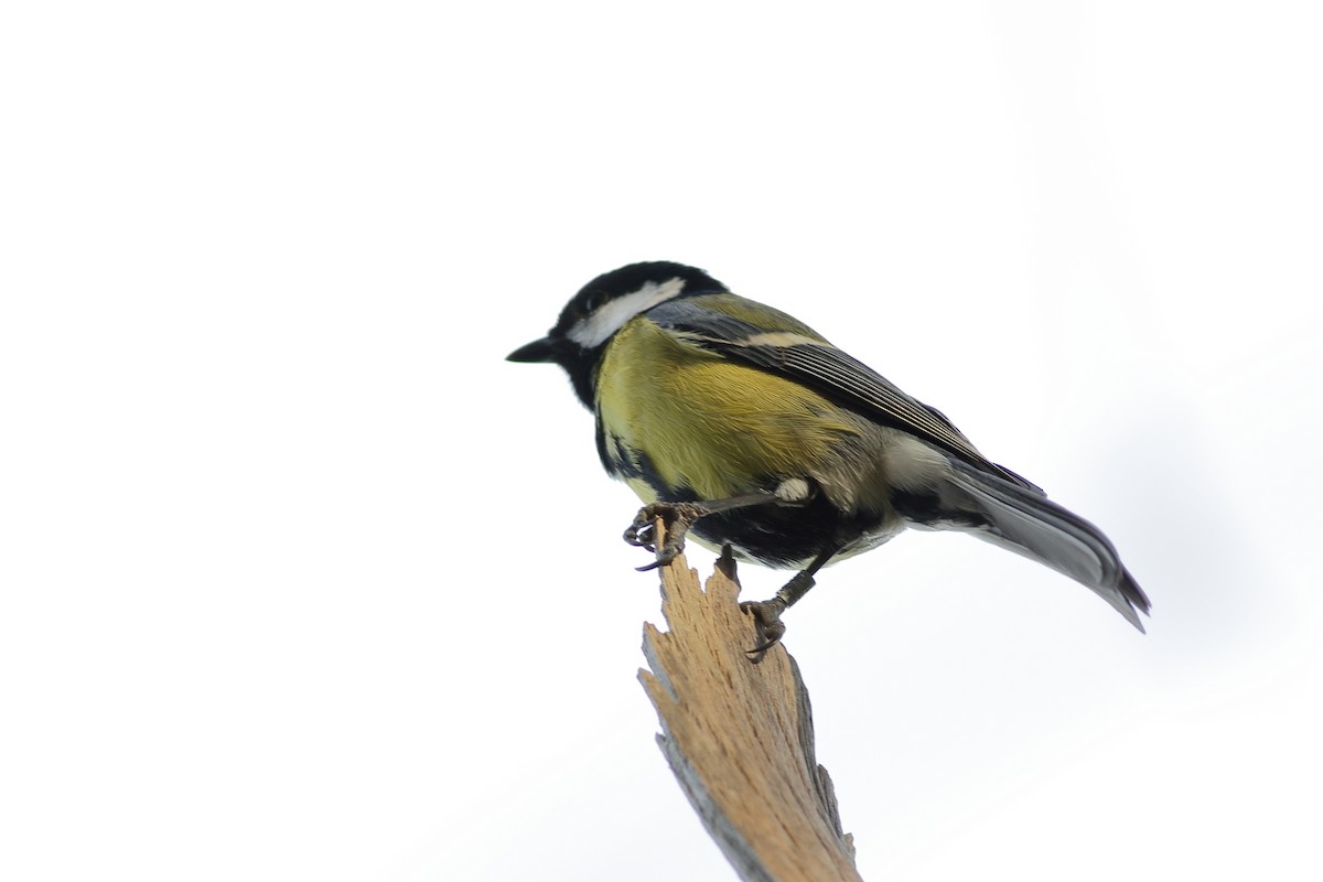 Great Tit - ML317671331