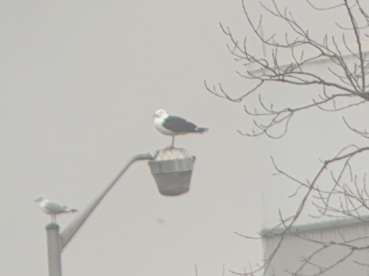 Great Black-backed Gull - ML317671391