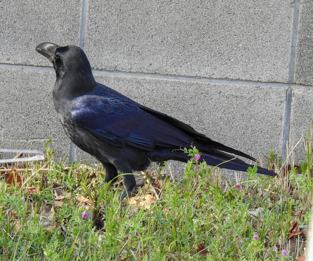 tykknebbkråke - ML317671831