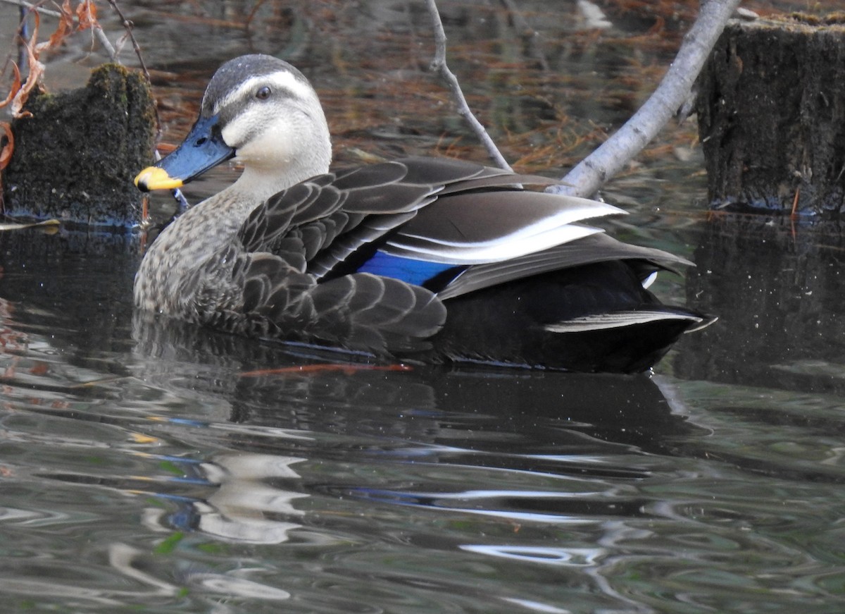 kinaand - ML317671841